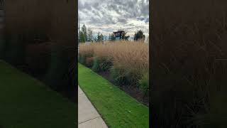 Calamagrostis amp Starbucks a perfect morning grasses landscaper garden gardenplants starbucks [upl. by Mogerly369]