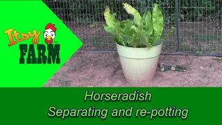 Horseradish  Separating and repotting [upl. by Sayres394]