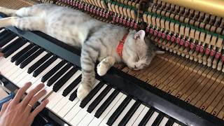 A good piano song suitable for a rainy day   Piano meowssage [upl. by Hallette]