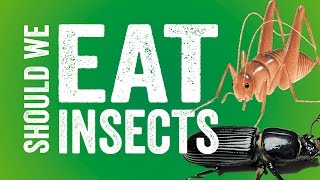 Should We Eat Insects [upl. by Columba]