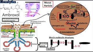 PHARMACOLOGY of EXPECTORANTS Secretion Enhancers and Mucolytics [upl. by Shayn559]