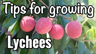 Petes Tips for Growing Lychees in South Florida [upl. by Javler]