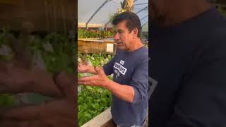 Replanting Water Lilies with Abel waterlilycare greenthumb aquaticplants [upl. by Allicserp737]