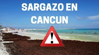 SARGAZO EN CANCÚN [upl. by Kaz826]