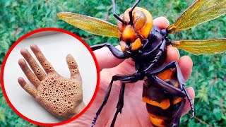 15 Picaduras De Insectos Mas DOLOROSAS Del Mundo 😨 [upl. by Eniamert732]