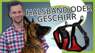 HALSBAND oder GESCHIRR ▶︎ Was ist besser für deinen Hund oder Welpe [upl. by Nakhsa]