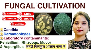 Fungal cultivation in Hindi  Candida  Dermatophytes  Pencillium  lab findings  Mycology  MLT [upl. by Cocke]