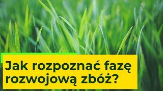 Jak rozpoznać fazę rozwojową zbóż  Wszystko o ochronie [upl. by Peggy811]