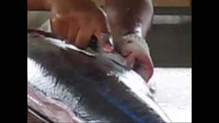 The Catching Cleaning and Cutting of a Big Fish [upl. by Remmer]