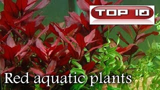 Top 10 Piante rosse per acquario 🐠 [upl. by Horodko]