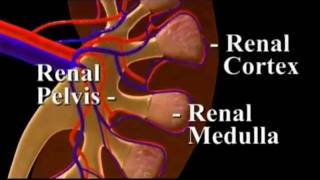 Kidney Nephronswmv [upl. by Choo619]