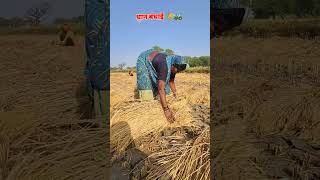 खेती किशनी छत्तीसगढ़ धान बंधाई बिना रस्सी के ।। cg virail video kheti kishni [upl. by Nnaillek12]