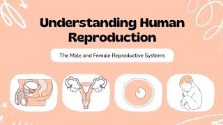 Human reproduction systemMale and Female reproductive systemBiologyScience GkEducational video [upl. by Ahsead]