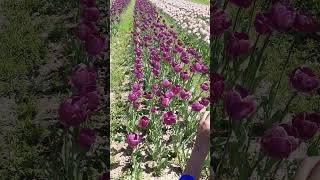 Tulip Garden Kashmir shortvideo [upl. by Nahtanhoj]