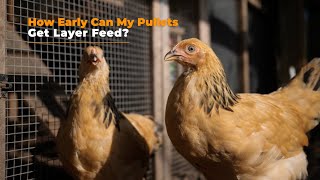 How Early Can My Pullets Get Layer Feed [upl. by Oitaroh]