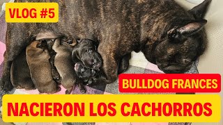 VLOG 5 BULLDOG FRANCES Nacieron los cachorros de Alma y Milo [upl. by Alraep]