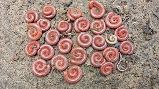 I try to find Snail shell but see many Centipedes [upl. by Handler233]