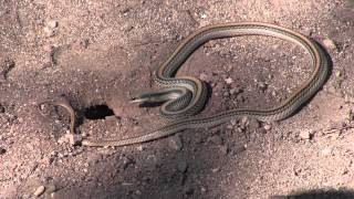 Snake Peeks 10 Dig it Western Patchnosed Snake Going After a Rodent [upl. by Brabazon848]