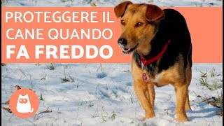 Proteggere il cane dal freddo 🐶❄️ Consigli e precauzioni [upl. by Laroc]