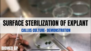 Surface sterilization of explant and Callus culture  QUICK DEMONSTRATION VIDEO [upl. by Hogle622]