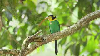 Longtailed Broadbill [upl. by Duval642]