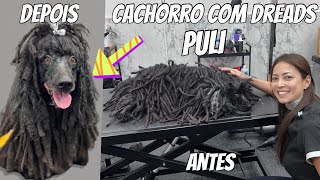 Tosando um cachorro com DreadsRaça Puli [upl. by Aserehtairam897]