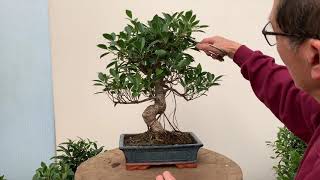 Ficus Bonsai Care and Pruning [upl. by Oralia]