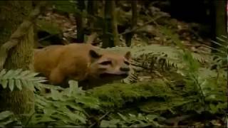 Tasmanian Tiger Extinct Animal Resurrection Biology Documentary [upl. by Warrick249]