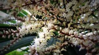 Cordyline Flowers Blooming In Garden cordyline flowers gardening spring [upl. by Onej945]