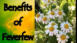 The Benefits of Feverfew Tanacetum Parthenium [upl. by Bari]