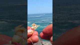 como encarnar pulga de Mar en el anzuelo de pescar  how to embody sea flea on the fishing hook [upl. by Lednam100]