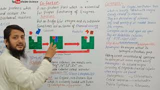 Types of cofactors  Cofactor prosthetic group coenzyme  Class 11 biology [upl. by Idhem]