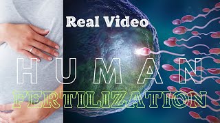 Human Fertilization Real Video Fertilization Class 10  Fertilization 3d Animation  Egg and Sperm [upl. by Amsaj]