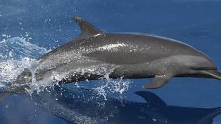 15 Facts about the Pantropical Spotted dolphin [upl. by Steffy217]