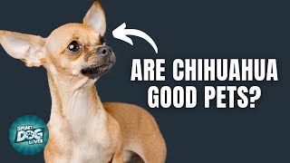 12 Things Only Chihuahua Dog Owners Understand [upl. by Larred]