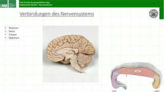 Verbindungen des Gehirns Neuroanatomie Nachschlagen Lernen Verstehen [upl. by Artap306]