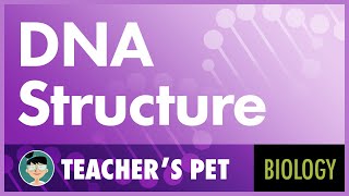 DNA Structure [upl. by Akcir594]