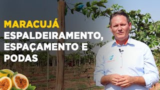 PRODUÇÃO DE MARACUJÁ ESPALDEIRAMENTO ESPAÇAMENTO E PODAS [upl. by Leinnad734]