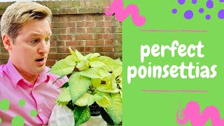 How to Care for Poinsettias Summer Tips [upl. by Deraj]