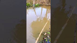 Hook fishing 🎣fishingvideo fish [upl. by Neit955]