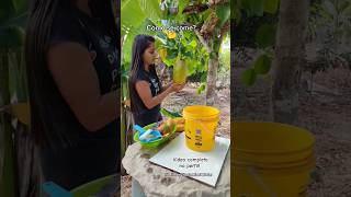 Maracujá Açu maracujá gigante fruit humor sitio agro vidanaroça [upl. by Pollak]