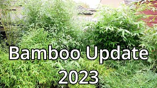 Bamboo Update 2023 [upl. by Bores]