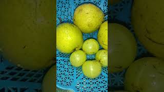 Fruits Fruit basket  fruits healthy amla shortvideo [upl. by Stilla291]