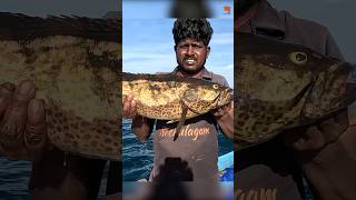 Catching Grouper Fish with Live Baits fishing fishingvideo fishingtime [upl. by Liv]