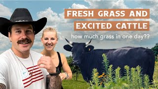 Moving the Cows to Fresh Grass  Ranch Update [upl. by Arramahs]