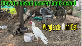 How to breed 🐣😍 parrot beak aseel and treatment of problems [upl. by Inej]