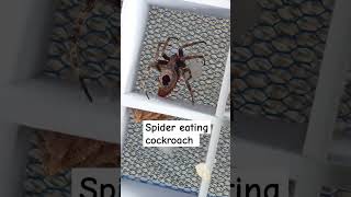 Spider eating cockroach [upl. by Freudberg183]