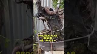 Program akar bonsai On tje rock inspirasibonsai [upl. by Nevai]