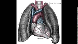 Lawyer Mesothelioma [upl. by Fabien]