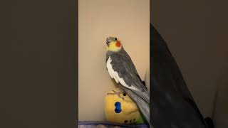 A late Night Cockatiel Song bird cockatiel yumyumthetiel [upl. by Amolap]